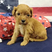 Shay, a female Cavapoo for sale in Marionville, MO – 5 of 6