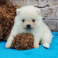 Pockets, a male Pomeranian for sale in Marionville, MO – 1 of 1