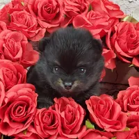 Fabio, a male Pomeranian for sale in Marionville, MO – Photo 4 of 7