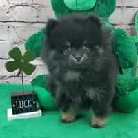 Fabio, a male Pomeranian for sale in Marionville, MO – Photo 4 of 8