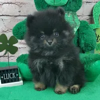 Fabio, a male Pomeranian for sale in Marionville, MO – Photo 1 of 8