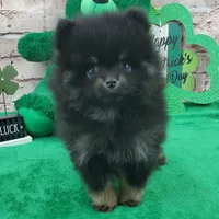 Fabio, a male Pomeranian for sale in Marionville, MO – Photo 6 of 8