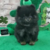 Fabio, a male Pomeranian for sale in Marionville, MO – Photo 8 of 8