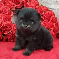 Fabio, a male Pomeranian for sale in Marionville, MO – Photo 3 of 7