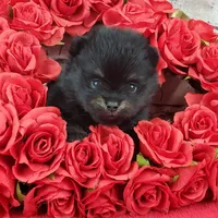 Fabio, a male Pomeranian for sale in Marionville, MO – Photo 1 of 7
