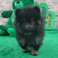 Fabio, a male Pomeranian for sale in Marionville, MO – Photo 5 of 8