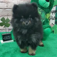 Fabio, a male Pomeranian for sale in Marionville, MO – Photo 2 of 8