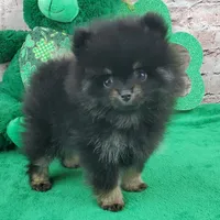 Fabio, a male Pomeranian for sale in Marionville, MO – Photo 7 of 8