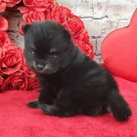 Fabio, a male Pomeranian for sale in Marionville, MO – Photo 5 of 7