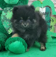 Fabio, a male Pomeranian for sale in Marionville, MO – Photo 3 of 8