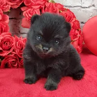 Fabio, a male Pomeranian for sale in Marionville, MO – Photo 2 of 7