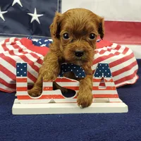 Suki, a female Cavapoo for sale in Marionville, MO – 6 of 7