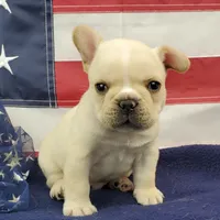 Keoki, a male French Bulldog for sale in Marionville, MO – 4 of 10