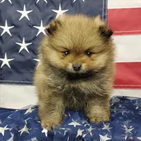 Jax, a male Pomeranian for sale in Marionville, MO – 4 of 9