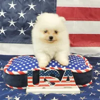Nugget, a male Pomeranian for sale in Marionville, MO – 8 of 9