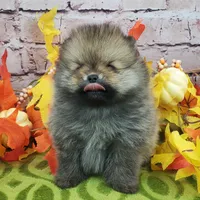 Fajita, a male Pomeranian for sale in Marionville, MO – 3 of 10