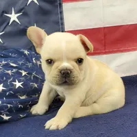 Keoki, a male French Bulldog for sale in Marionville, MO – 5 of 10