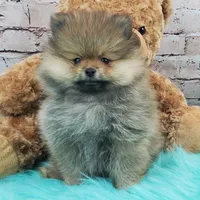 Jax, a male Pomeranian for sale in Marionville, MO – 3 of 6