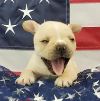 Keoki, a male French Bulldog for sale in Marionville, MO – 9 of 10