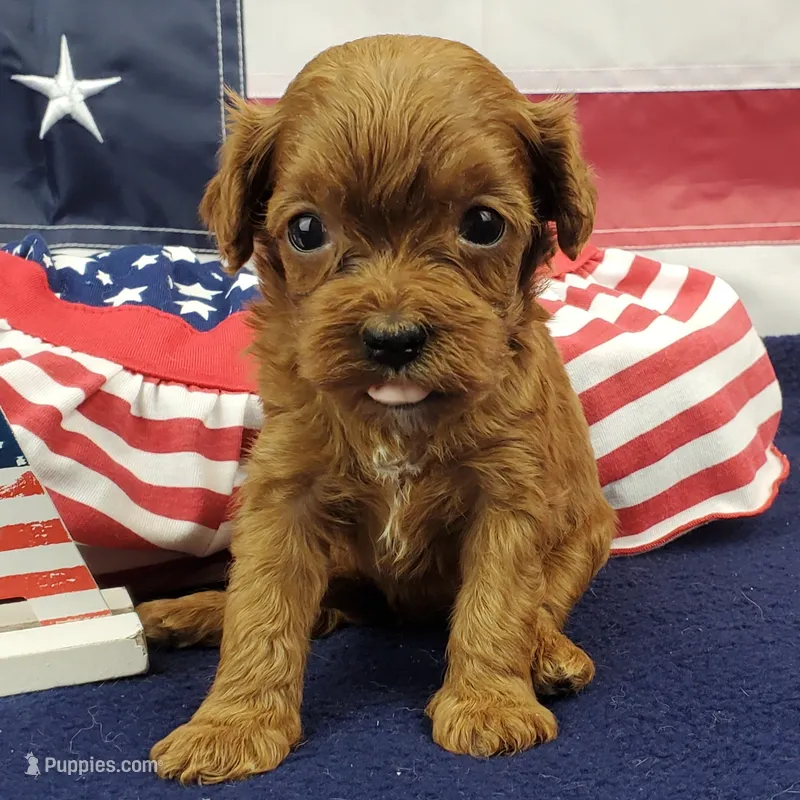 Suki – Cavapoo puppy for sale in Marionville, MO