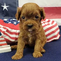 Suki, a female Cavapoo for sale in Marionville, MO – 1 of 7