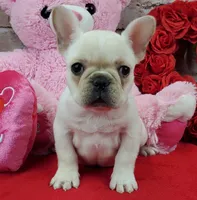 processed/bd4691bc-5f8d-46a7-8260-7a95cec7c7f4/listing/b29f355d-4320-47ae-a694-95ef6010c84e/3b109002-36a8-45aa-9759-321f1eb3a0d7