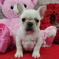 processed/bd4691bc-5f8d-46a7-8260-7a95cec7c7f4/listing/b29f355d-4320-47ae-a694-95ef6010c84e/6ecce465-34bc-4e36-b558-306c044627d9