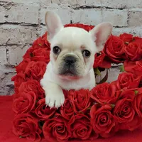 processed/bd4691bc-5f8d-46a7-8260-7a95cec7c7f4/listing/b29f355d-4320-47ae-a694-95ef6010c84e/f88c4abb-28da-427b-9cfe-f3e1f47d9abb