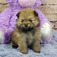 Emma, a female Pomeranian for sale in Marionville, MO – Photo 2 of 4