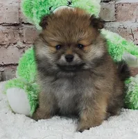 Emma, a female Pomeranian for sale in Marionville, MO – 1 of 5