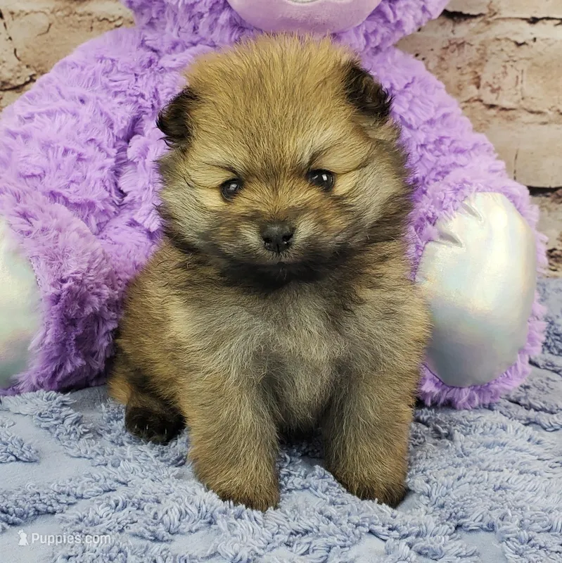 Emma – Pomeranian puppy for sale in Marionville, MO