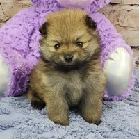 Emma, a female Pomeranian for sale in Marionville, MO – Photo 1 of 4