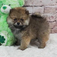 Emma, a female Pomeranian for sale in Marionville, MO – 5 of 5