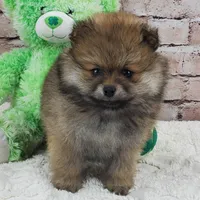 Emma, a female Pomeranian for sale in Marionville, MO – 2 of 5