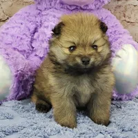 Emma, a female Pomeranian for sale in Marionville, MO – Photo 3 of 4