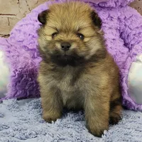 Emma, a female Pomeranian for sale in Marionville, MO – Photo 4 of 4