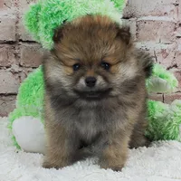 Emma, a female Pomeranian for sale in Marionville, MO – 4 of 5