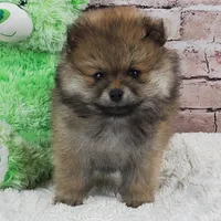 Emma, a female Pomeranian for sale in Marionville, MO – 3 of 5