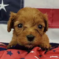 Shay, a female Cavapoo for sale in Marionville, MO – 2 of 6