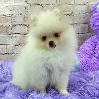 Pixie, a female Pomeranian for sale in Marionville, MO – 7 of 9