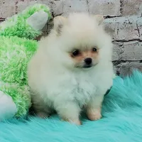 Pixie, a female Pomeranian for sale in Marionville, MO – 1 of 10
