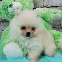 Pixie, a female Pomeranian for sale in Marionville, MO – 4 of 10