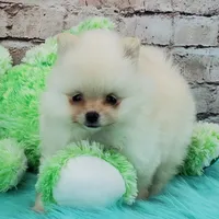 Pixie, a female Pomeranian for sale in Marionville, MO – 9 of 10