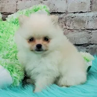 Pixie, a female Pomeranian for sale in Marionville, MO – 8 of 10