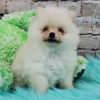 Pixie, a female Pomeranian for sale in Marionville, MO – 6 of 10