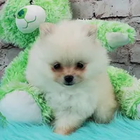 Pixie, a female Pomeranian for sale in Marionville, MO – 5 of 10