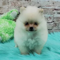 Pixie, a female Pomeranian for sale in Marionville, MO – 7 of 10