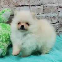 Pixie, a female Pomeranian for sale in Marionville, MO – 3 of 10
