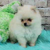 Pixie, a female Pomeranian for sale in Marionville, MO – 2 of 10