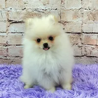 Pixie, a female Pomeranian for sale in Marionville, MO – 6 of 9